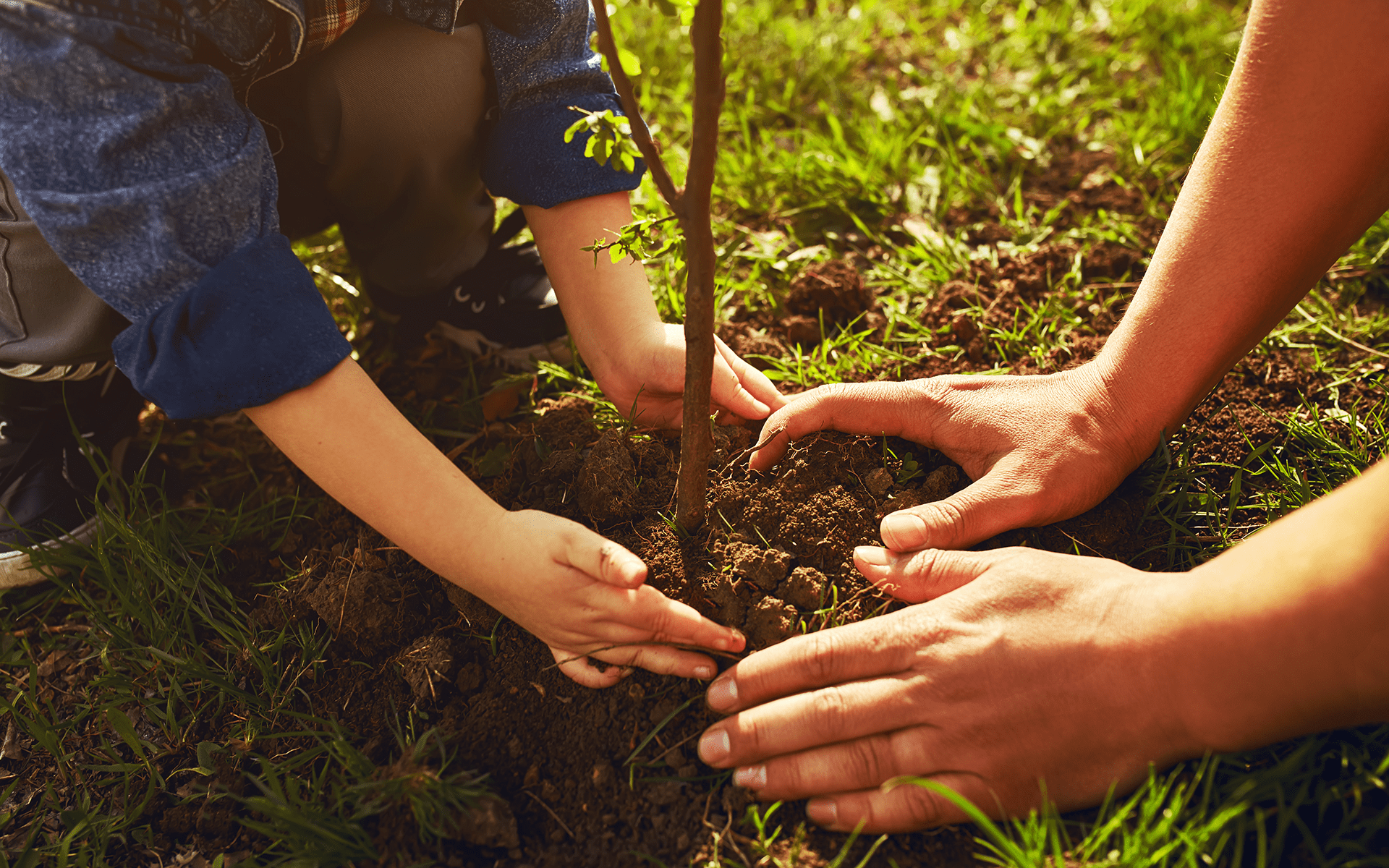 Photo of a child and adult hands planting a tree.