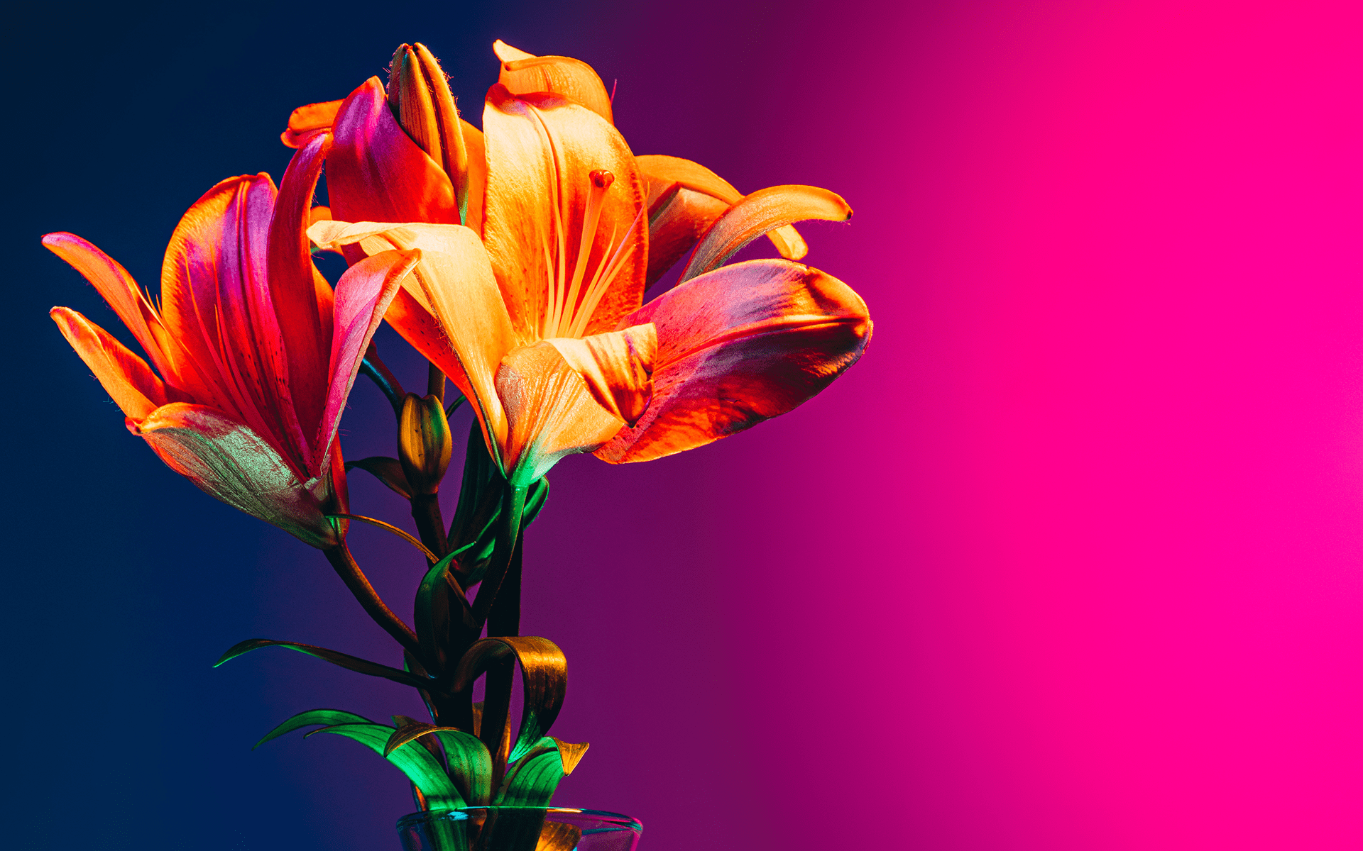 Moody, dark, photo of lilies in a vase with blue and pink light behind them. navigating difficult emotions