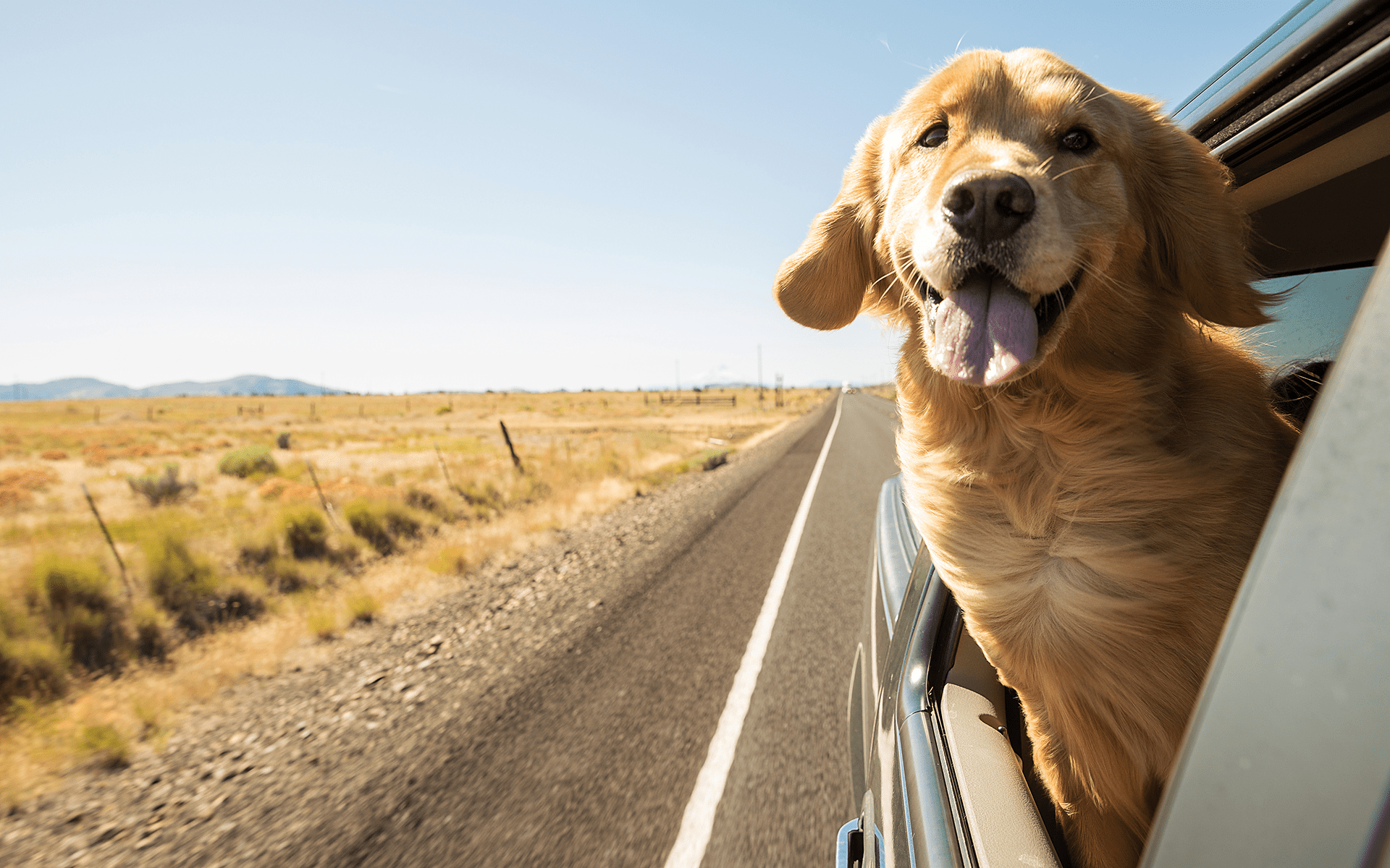 What Happiness Means to Mindful Readers—Photo of a golden retriever leaning out of a car window on a sunny day.